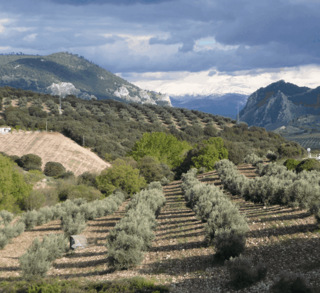 Rangées d'oliviers du domaine à Pertuis, entre Luberon et Durance