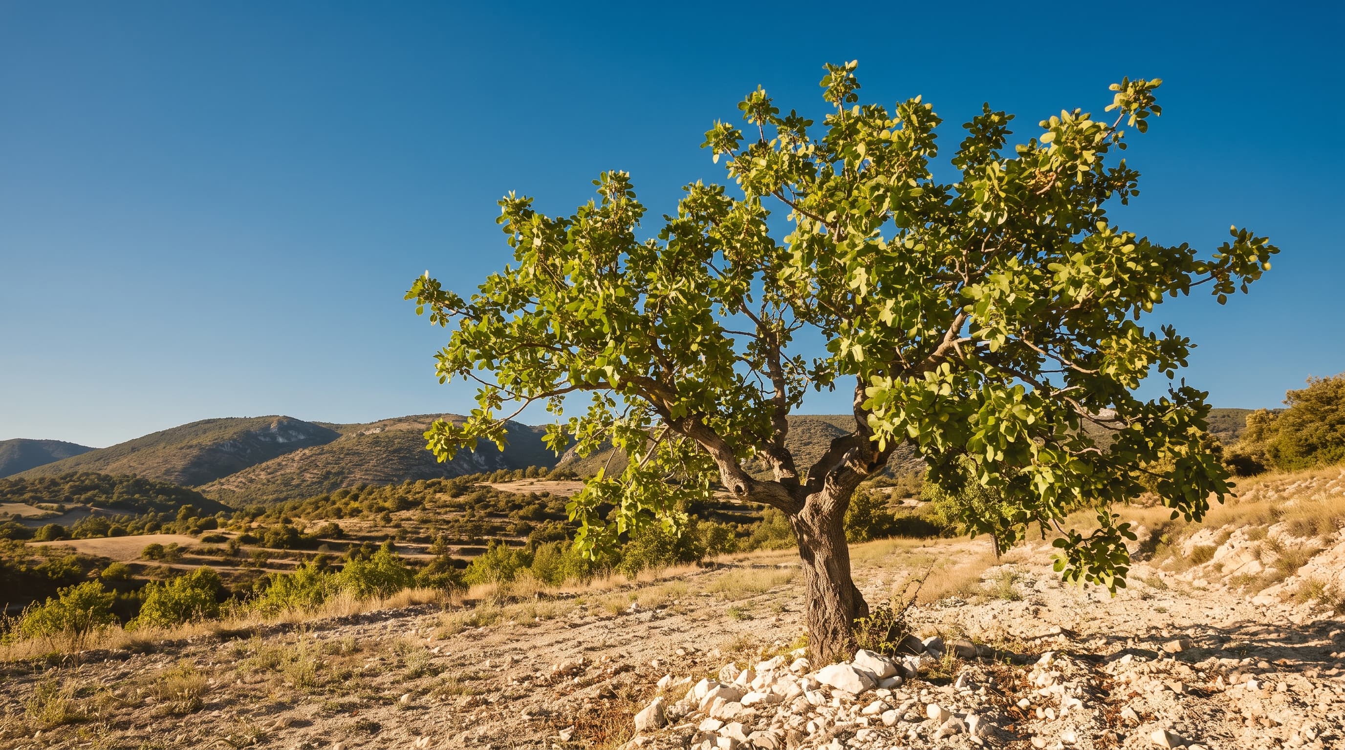 Jeune pistachier en Provence à Pertuis, sur sol calcaire, avec les collines du Luberon en arrière-plan, lumière chaude de fin d'après-midi
