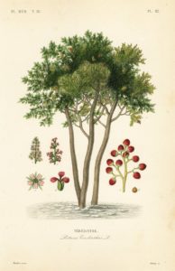 térébentiers sauvages parcelles Jardins d'Hélios